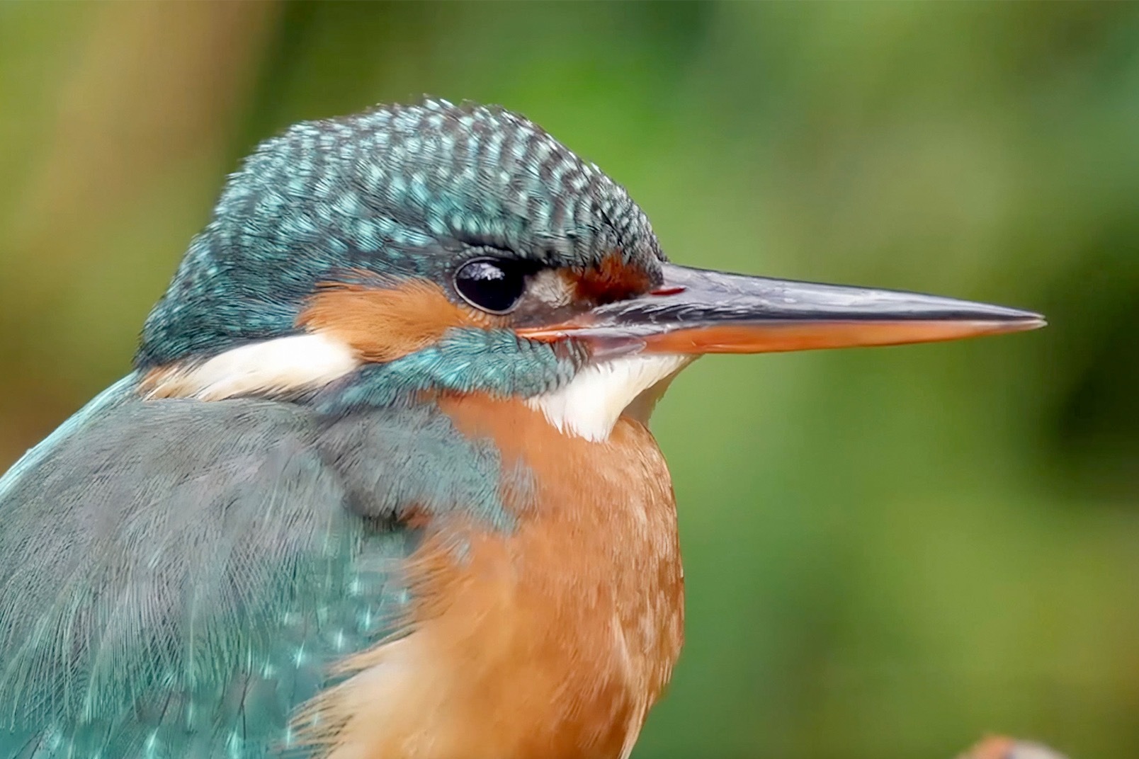 30,000+张最精彩的“翠鸟”图片 · 100%免费下载 · Pexels素材图片