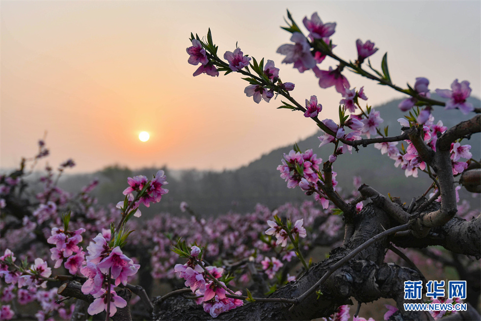 萬畝桃花開美景入畫來