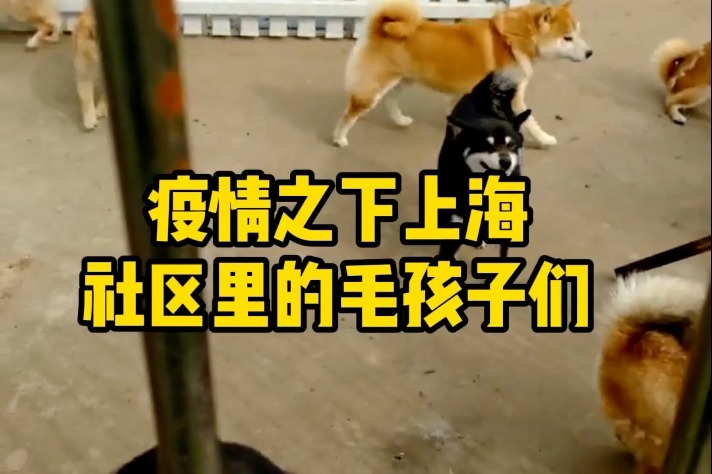 疫情之下上海社区里的毛孩子们又过着怎样的生活呢？