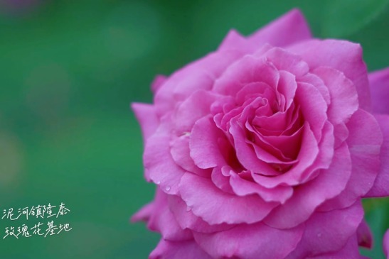 安徽庐江县泥河镇隆泰玫瑰花基地