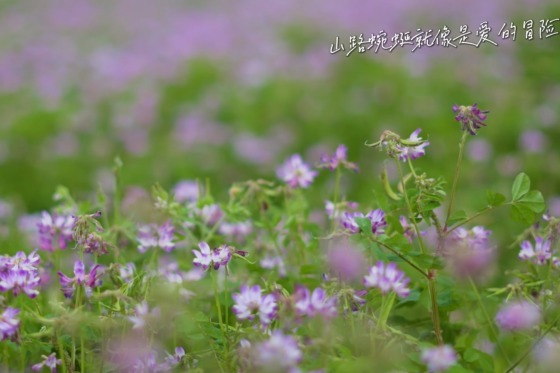 安徽庐江县白湖镇白湖农场紫云英花