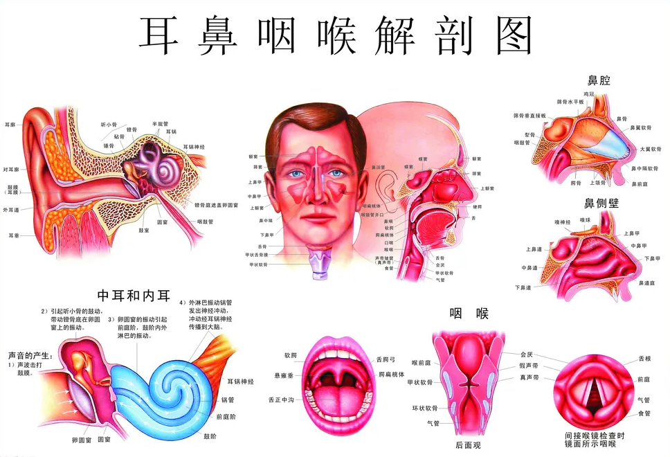 通过咽鼓管的入侵就有可能会导致中耳炎的发生