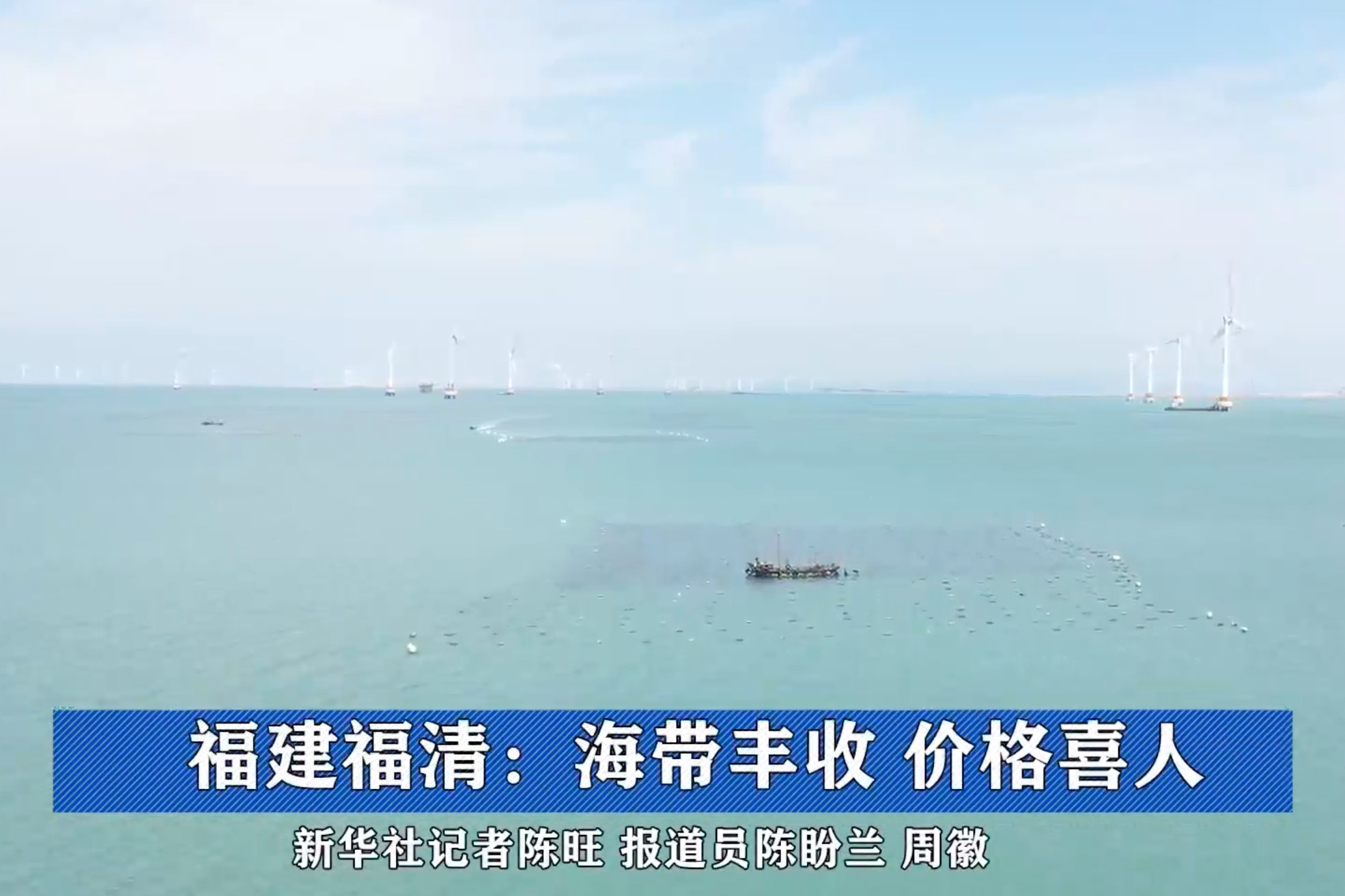 视频｜福建福清：海带丰收 价格喜人