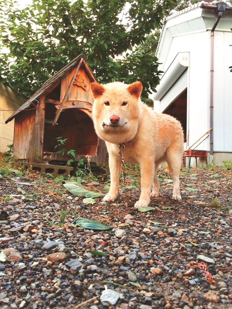 柴柴玩回来 变方正国字脸__凤凰网