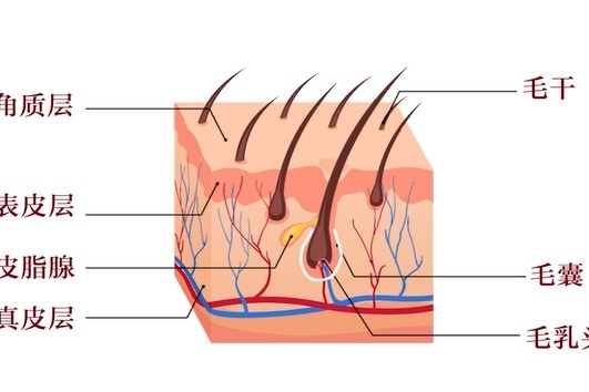 毛囊结构图高清图片