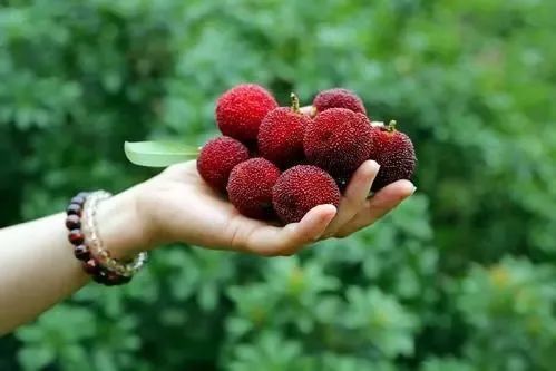 小镇杨梅熟啦~第二届杨梅节邀你一起吃个过瘾!__凤凰网