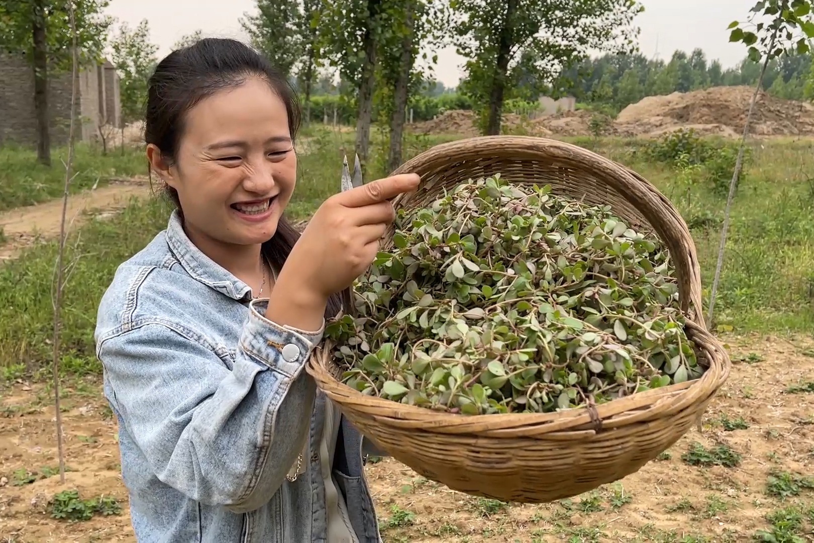 满地野菜没人要，媳妇看到高兴坏了，拎着筐子挖的真不少