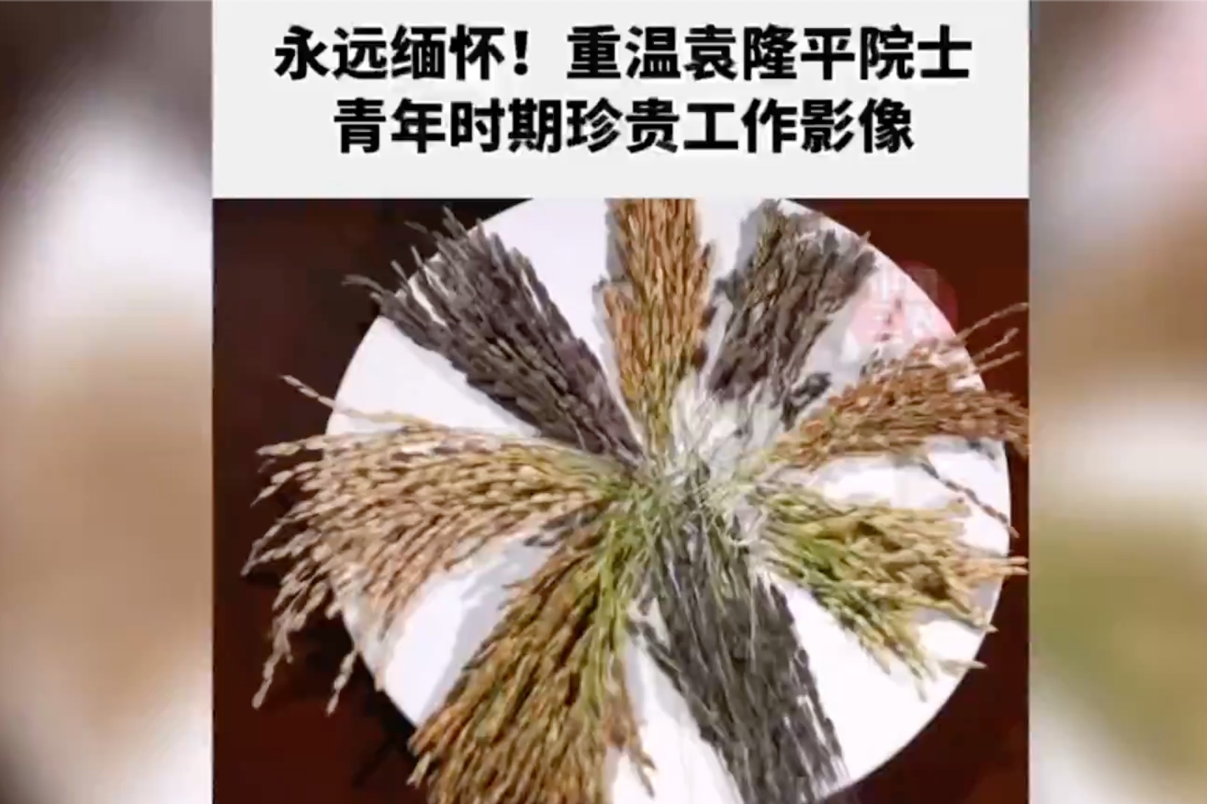 永远缅怀重温袁隆平院士青年时期珍贵工作影像