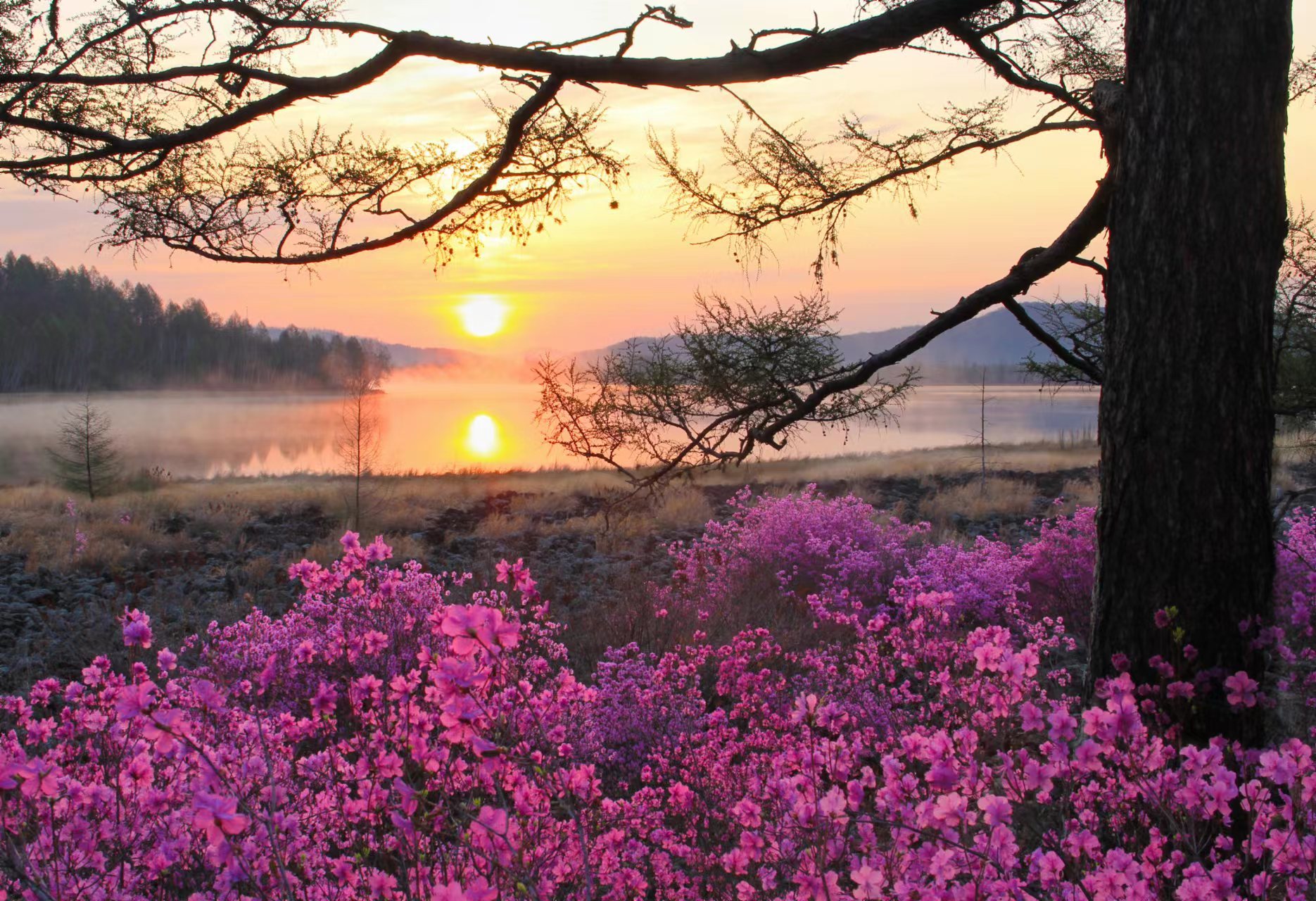 大兴安岭毕拉河达尔滨湖国家森林公园杜鹃怒放__凤凰网