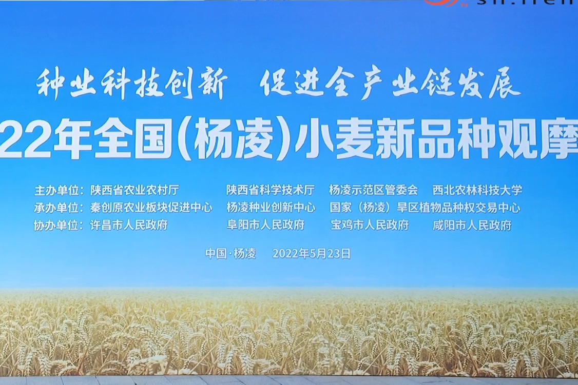 2022年全国（杨凌）杨凌小麦新品种观摩会召开