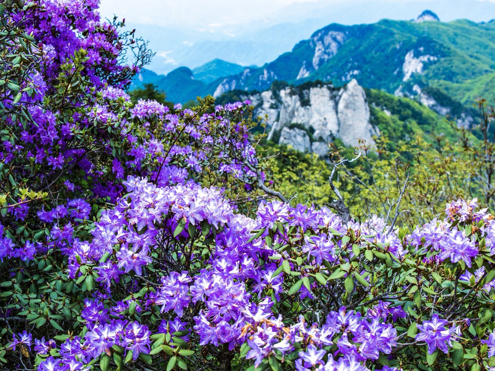 河南尧山:海拔1700米的秀雅杜鹃盛开__凤凰网