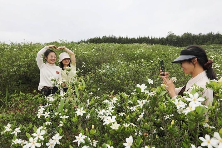 抚州东乡区：栀子花开 满山烂漫