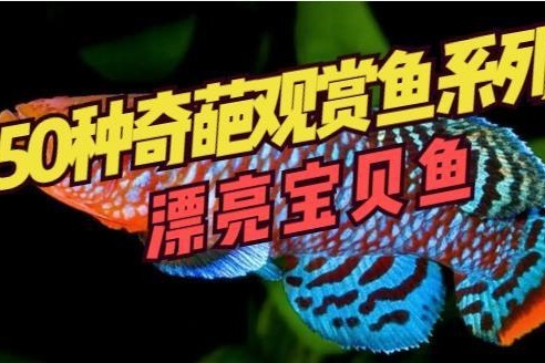 50种奇葩的观赏鱼系列：鳉鱼