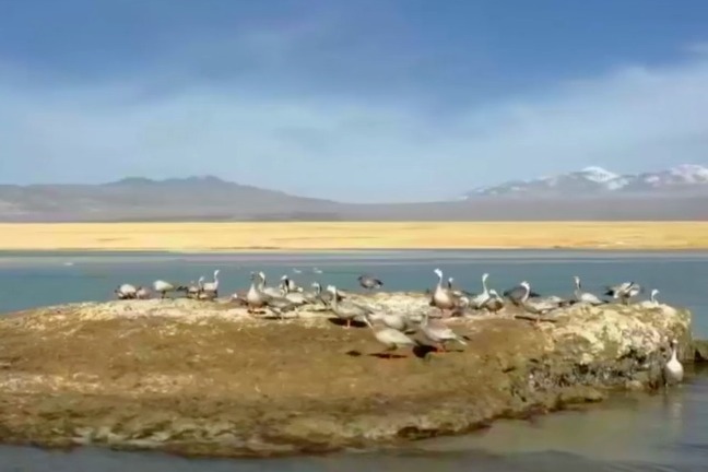 《绚丽甘肃》之阿克塞苏干湖：湿地候鸟翻飞景色美