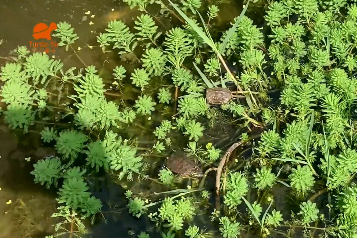 中华草龟苗家养水深多少合适「龟谷鳖老」