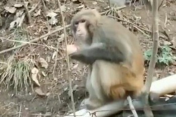甘肃天水市秦州区娘娘坝镇李子园一带发现野生猕猴