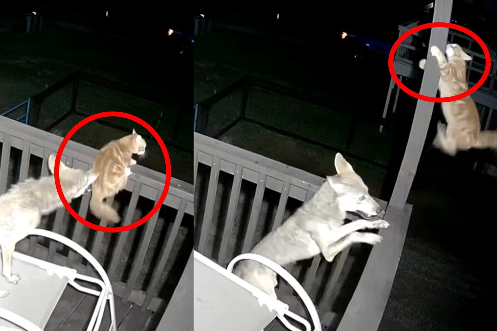监拍:猫遭野狼袭击扑咬 求生欲瞬间爆发 极限操作逃过一劫!_凤凰网视频_凤凰网
