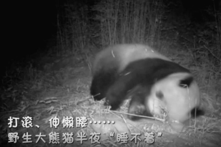 打滚、伸懒腰……野生大熊猫半夜“睡不着”