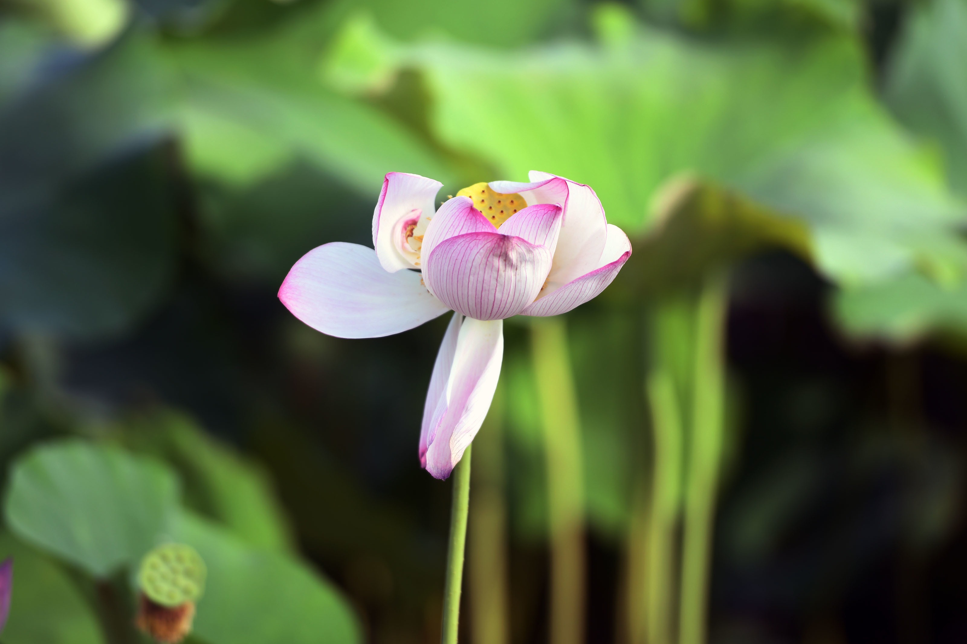 合肥:龙栖地湿地公园荷花盛开,荷叶飘香,荷花美景别样红_凤凰网视频_