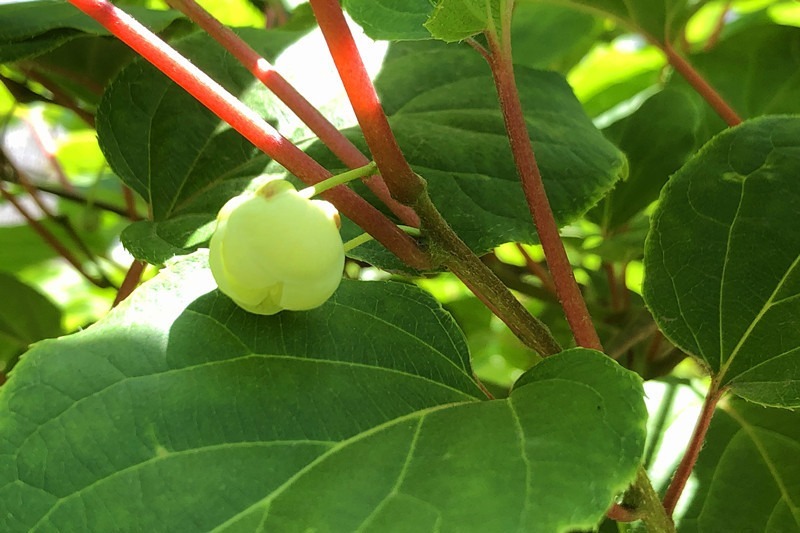 农业技术 | 奇异莓属于雌雄异株的植物，如何进行花期授粉？