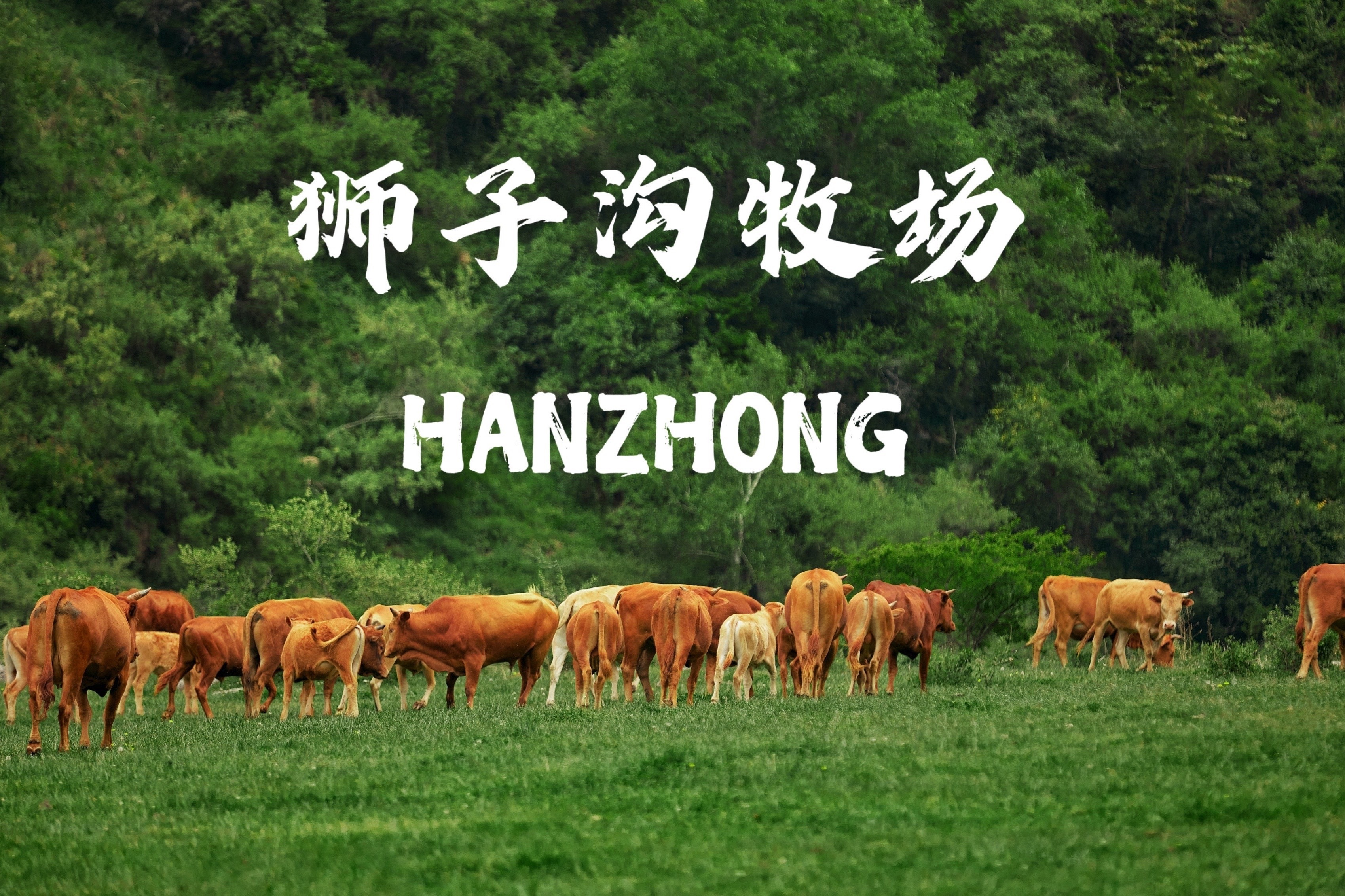 打卡汉中隐世秘境，留坝狮子沟牧场！