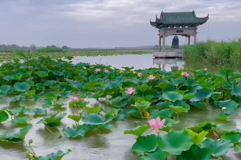 万亩荷花开了！章丘区白云湖一幅唯美生态画卷正徐徐展开