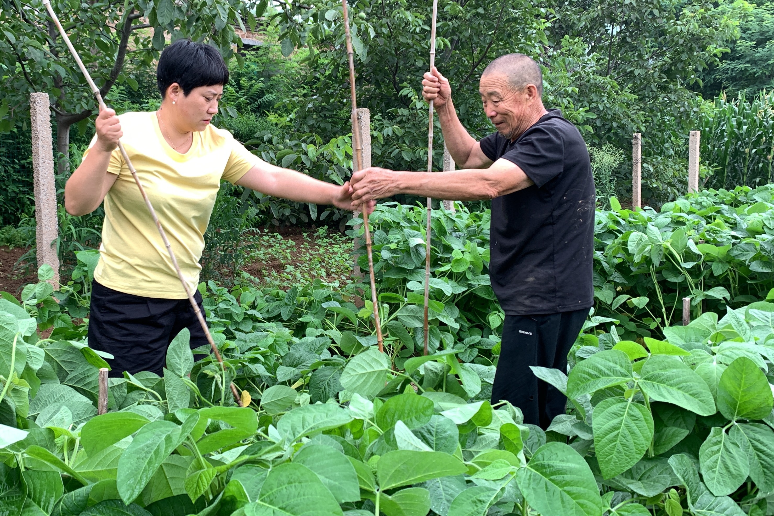 暴雨过后，黄豆秧倒了，二舅用这个办法扶正，一份耕耘一份收获