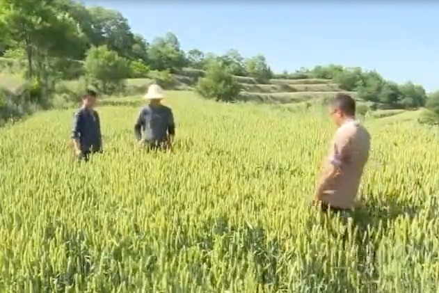 天水：夏粮丰收在望 多措并举确保夏粮颗粒归仓