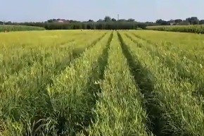 央视聚焦甘肃庆阳：20余万亩黄花菜进入采摘季