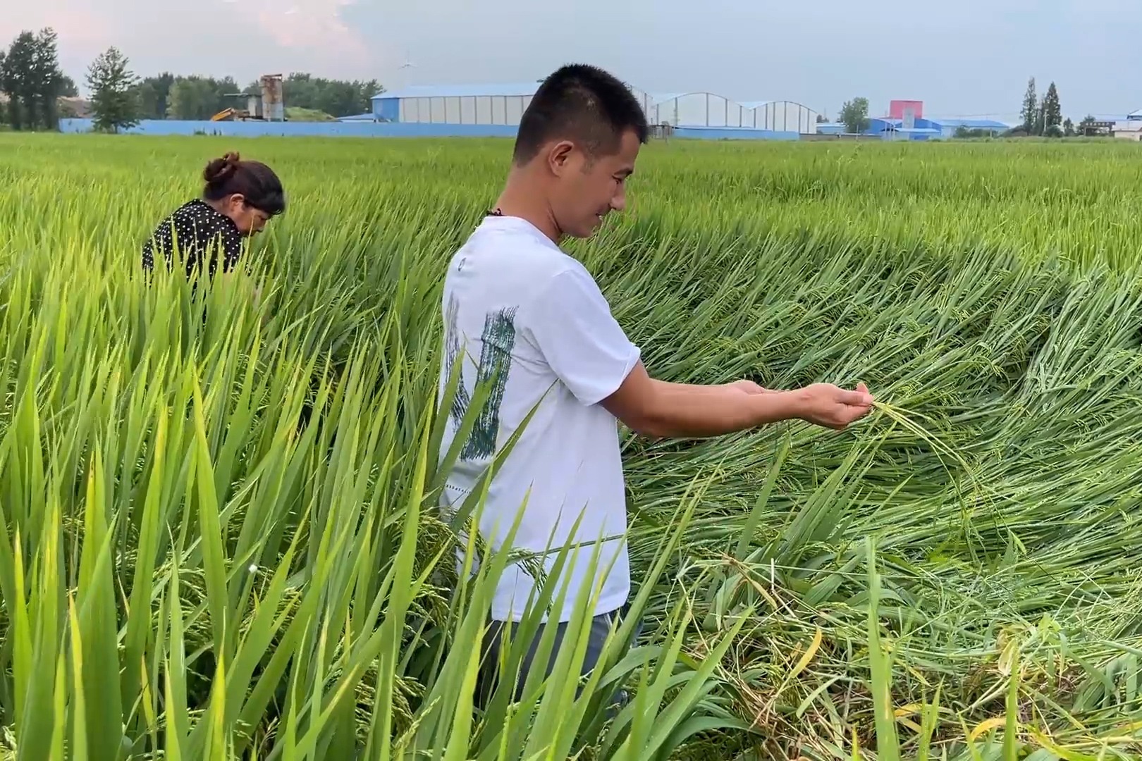 大雨过后门前积水，媳妇拎着铁锹稻田放水，结果水稻还遭殃了