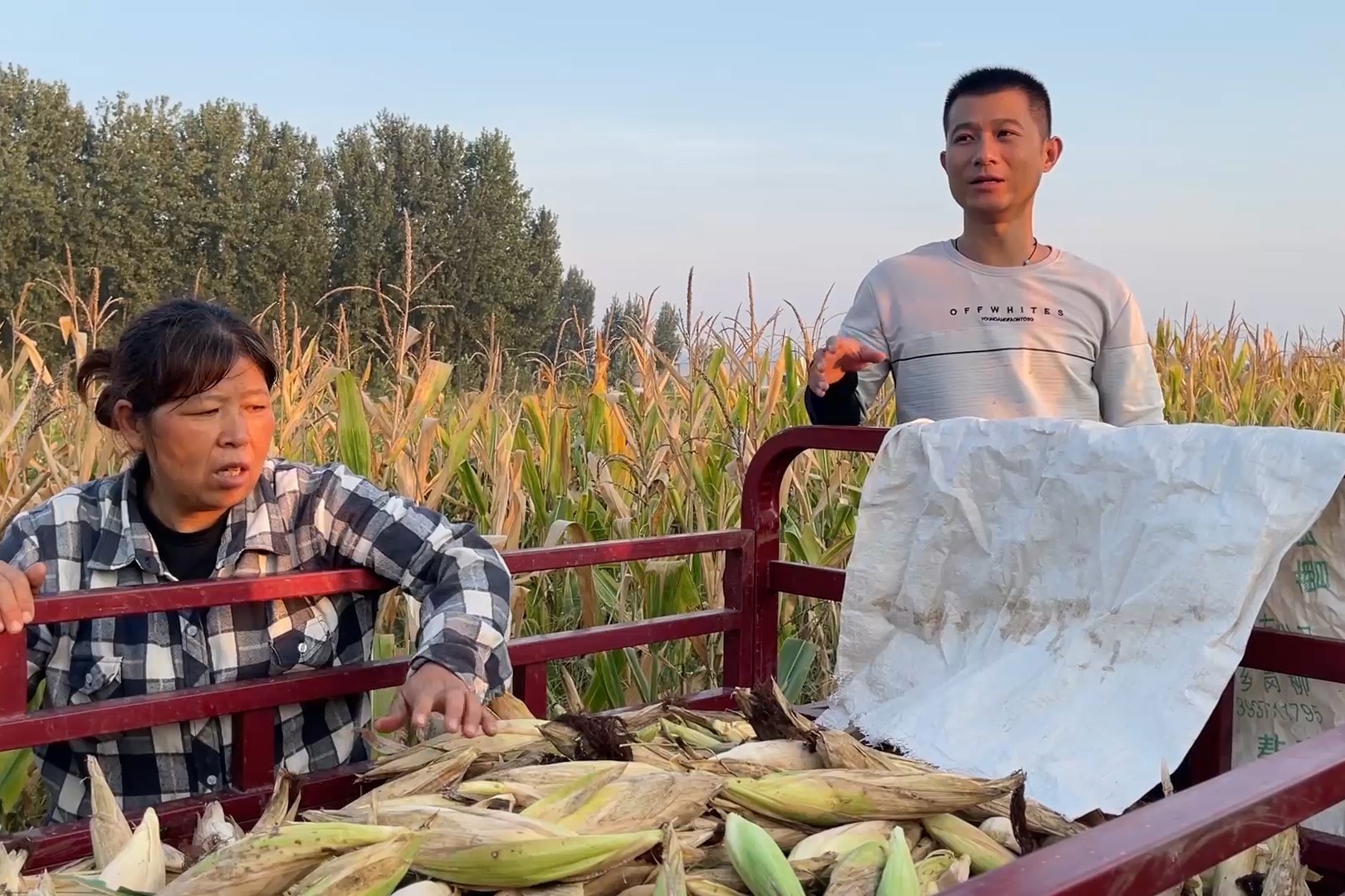 一家人农忙收玉米，小伙一车一车往家里拉，收获的季节真喜人