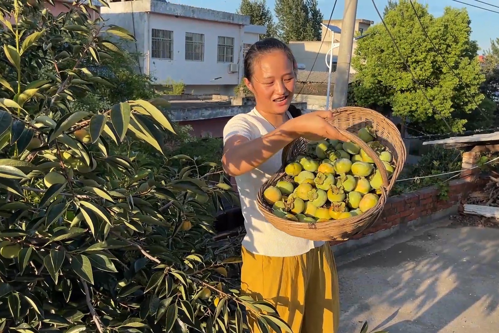 大姨家柿子长熟了，媳妇摘一筐回家揽脆柿，两天后脆甜可口_凤凰网视频_凤凰网