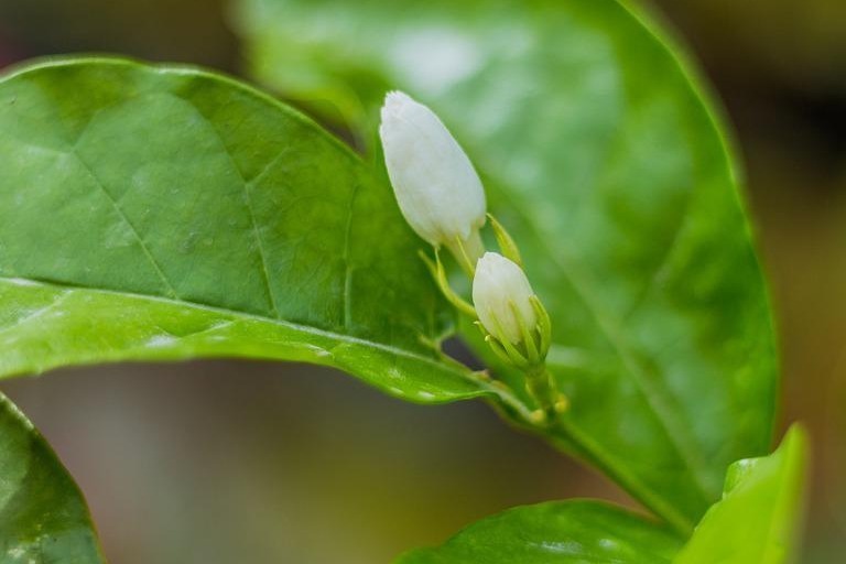 茉莉花最受欢迎的十大品种，涨知识了！