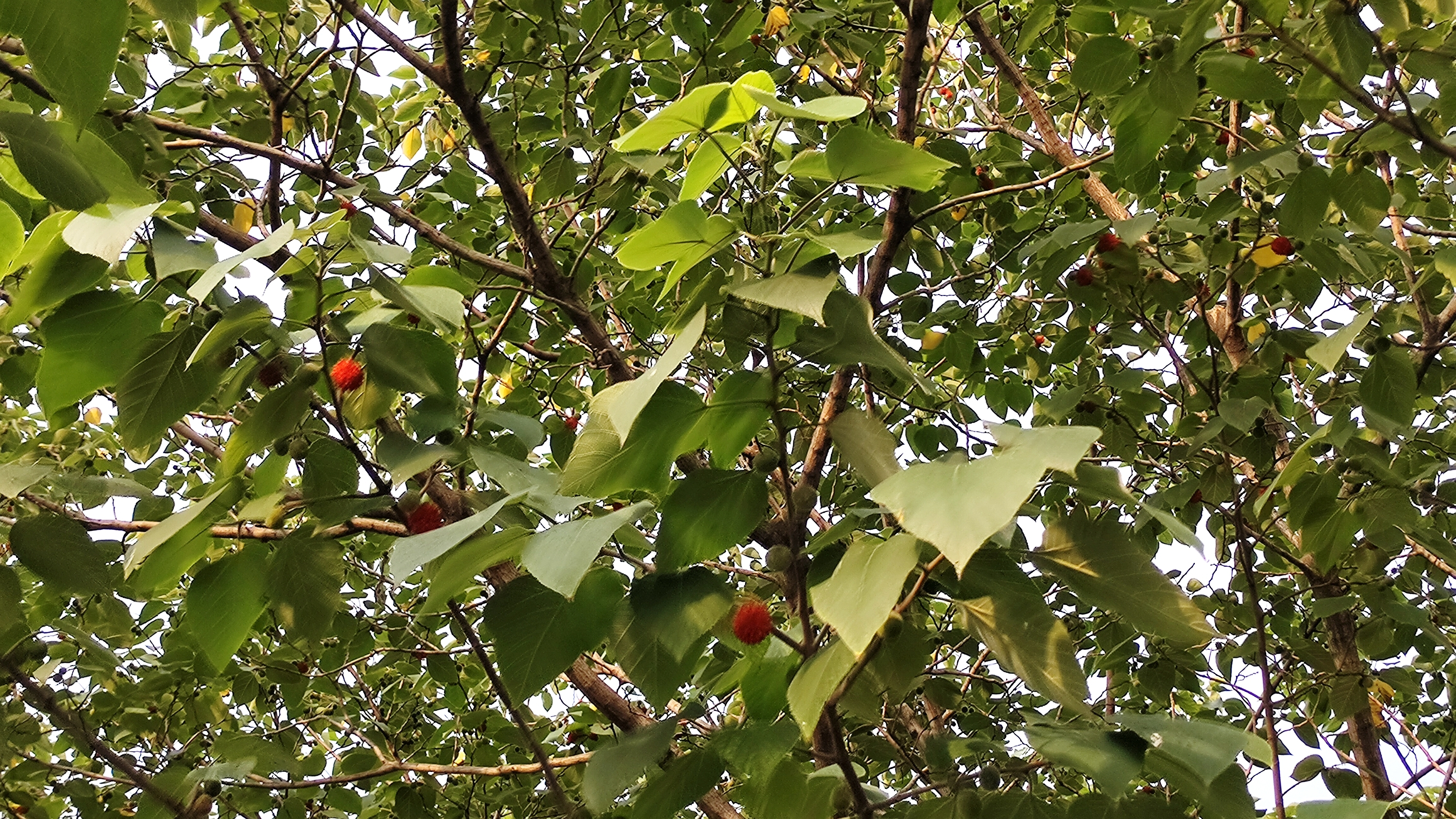 家有楮桃三两枝__凤凰网