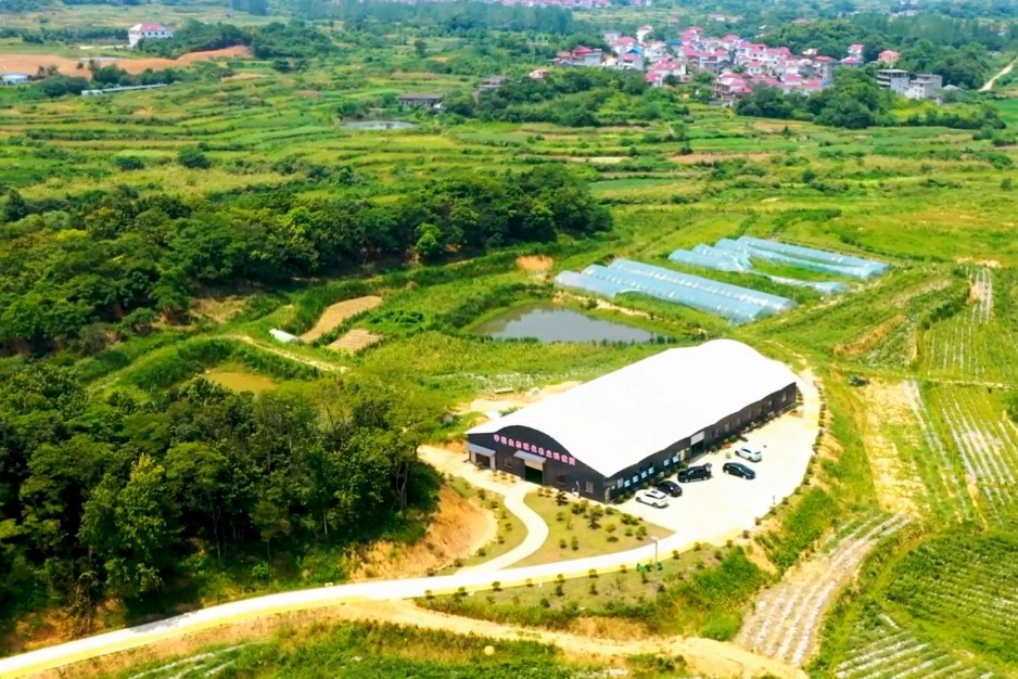 江西湖口县：种植五加皮 敲开致富门