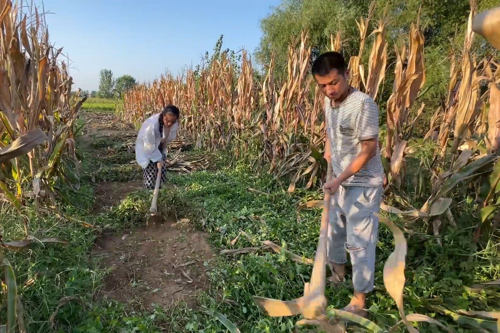 邻居新买了玉米摘棒收割机，在地里收玉米，村里人都来看_凤凰网视频_凤凰网