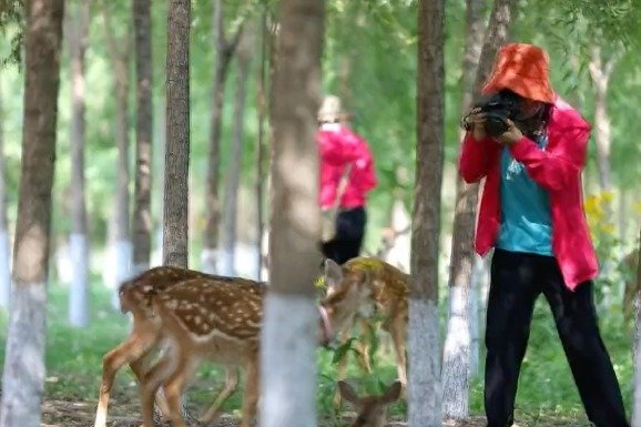 赏美景 喂小鹿 感受东丰鹿乡底蕴