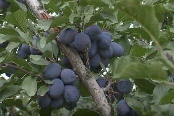 肃州4500多亩西梅迎来丰收季