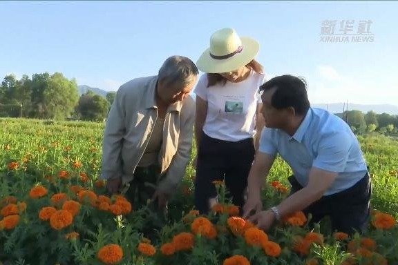 甘肃渭源：万亩万寿菊竞相盛开