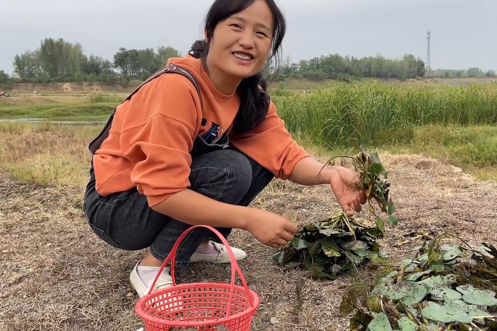 河边菱角没人要，媳妇一会摘了半篮子，回家煮着吃真香