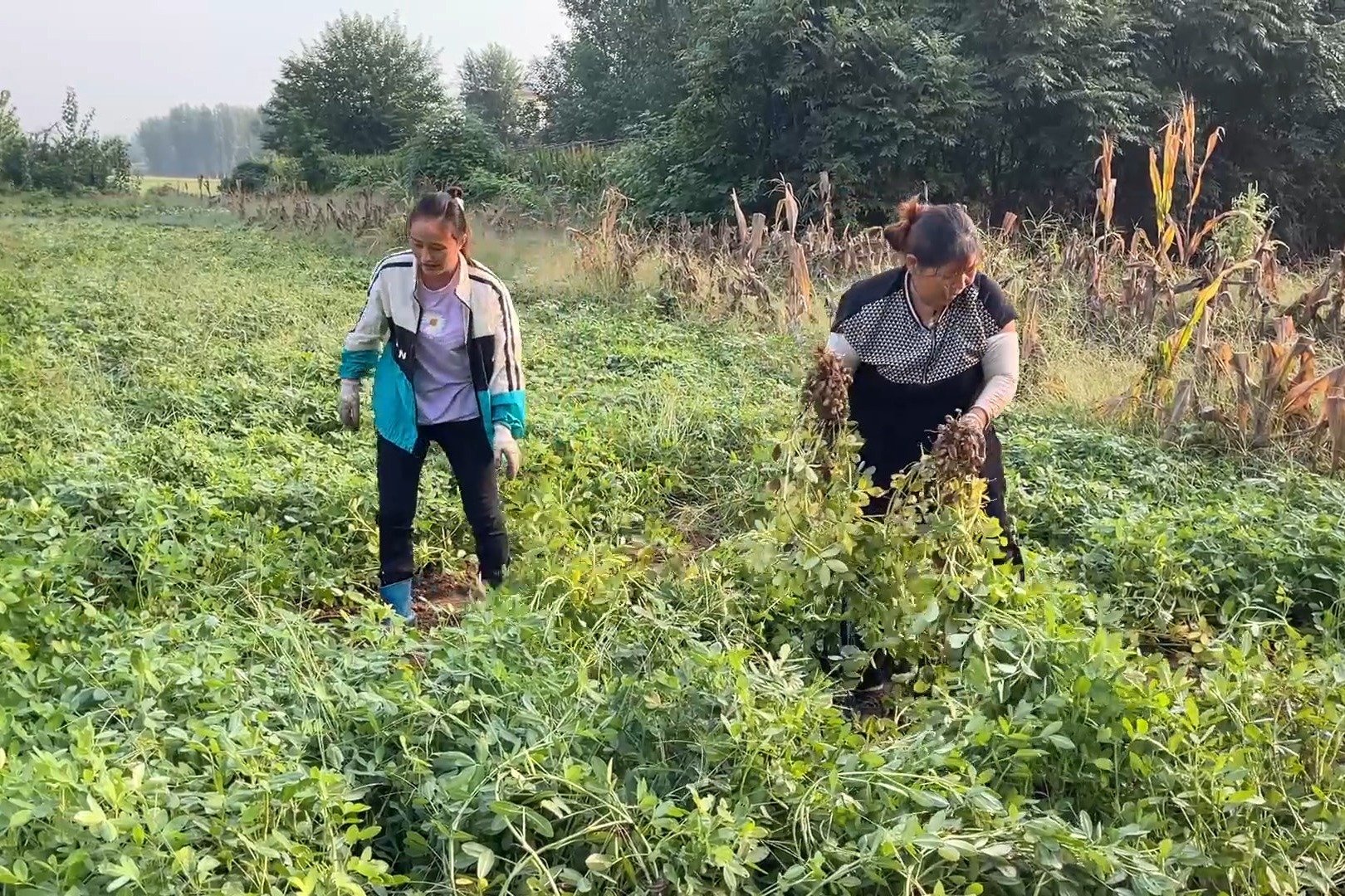 农忙季节收花生，中午媳妇炒几个家常菜摆一桌，一家人吃的美滋滋