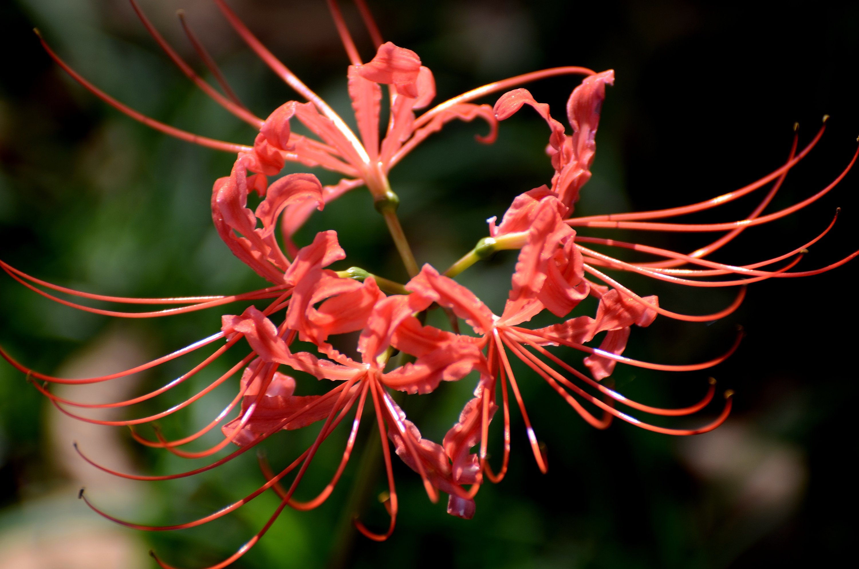 蚌埠市龙子湖畔彼岸花盛开__凤凰网