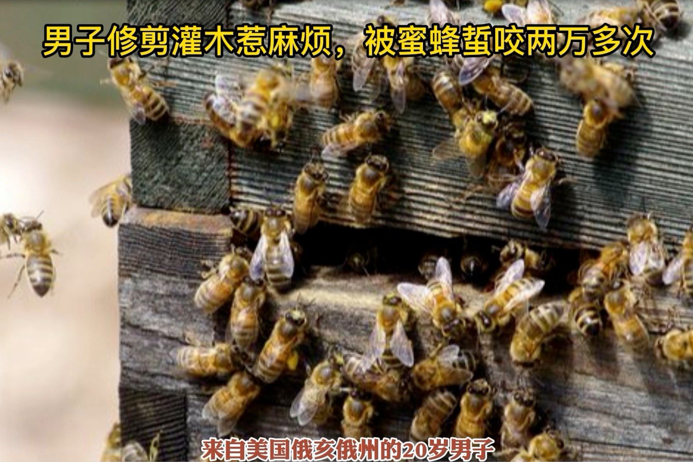 蜂巢蜜蜂摄影图__昆虫_生物世界_摄影图库_昵图网nipic.com